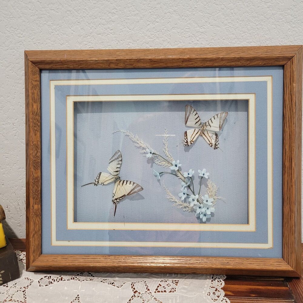 Vtg 2 Butterflys & Flowers Mounted In Shadow Box Frame Taxidermy Oklahoma Flaw